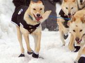Iditarod 2012: Mandatory Rest Mushers Dogs