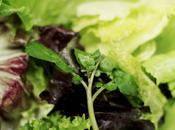 Healthy Diet Save Money.