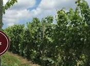 Hudson Valley Embraces "Cabernet Franc" Their Signature Grape Launches Cabernet Franc Coalition