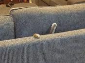 Cats Need Helping Hand