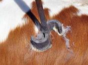 Branding Painting Faces Behind Cows Will Stop Predatory Attacks !?!?