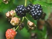 Blackberries