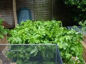 Will These Prize-winning Parsnips?