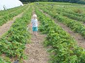 Stranded Strawberry Fields