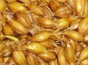 6,000-Year-Old Barley Discovered Near Masada (video)