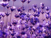 Lavender Flowers Fragrance