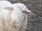 Sheep: from Scripture Alphabet Animals