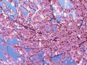 Cherry Blossoms Most Beautiful Sights Behold.