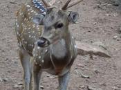 Black Buck Chinkara Deer Become Frozen Before Headlight Kill Themselves