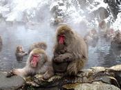 Snow Monkeys Jigokudani,Yamanouchi, Nagano