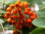 Another Stroll Common