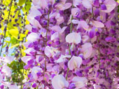 Wisteria Fragrance