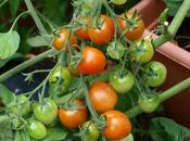 Allotment Decision, Chance Acquisition