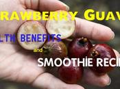 Strawberry Guava Health Benefits Smoothie Recipes