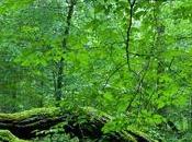 Bialowieza Forest Immense Primeval Forest.