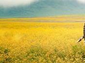 Welcome Tanzania, Explore Inside Beauty Vast Wilderness Areas.