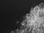 Fecund Fireweed’s Far-flung Seeds