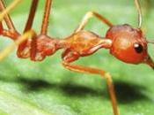 Ants Heavy Humans? News
