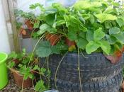 Self Sufficient Strawberry Plants
