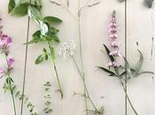 Sunday Bouquet: Pink Flowers, Basil, Thyme