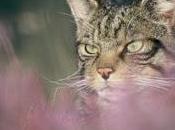 Scottish Wildcats: Next Phase Official Action Plan Tackle Threats