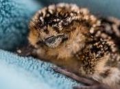 News Spoon-billed Sandpipers