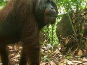 Logged Rainforests ‘ark’ Mammals, Extensive Study Shows