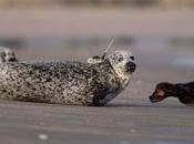 Report Shows Scotland's Seal Numbers Rise