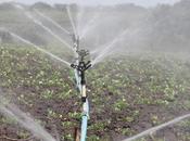 Common Irrigation Myths Stop Them from Damaging Your Garden