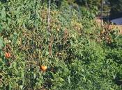 Hazelwood Urban Farms, Season Canning Tomatoes