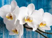 Everything Need Know About Growing Orchids