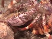 Prata Potpourri: Verbose, Problem Beauty, Hermit Crab Insights, Sinkhole Syndrome, More