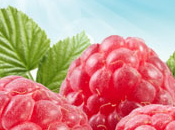 Ripened Raspberry Fragrance