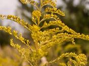 Friday Fotos: Yellow Pagodas Goldenrod