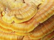 Reishi Mushroom Benefits Uses Skin, Hair Health