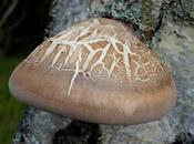 Birch Polypore