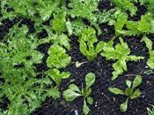 Autumn Salads