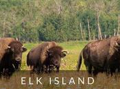 Island National Park: Best Places Bison!
