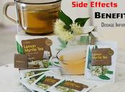 Lemon Myrtle Tea: Side Effects, Benefits Dosage Info