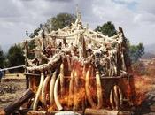Ethiopia's Zero-tolerance Policy Crores Ivory Burnt