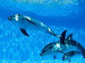 Swim with Dolphins: Good Idea?