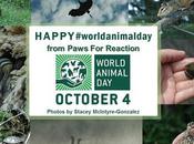 #WorldAnimalDay Involved Show Care