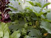 Michelle Obama Stealth Transition: Gardens Across America