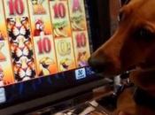 Casinos With Most Amount Slot Machines