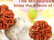Miraculous Bead: Know Effects Rudraksha