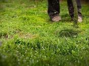 Tips Maintaining Your Yard
