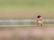 Stonechat Obsession Continues