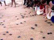 Saving Turtles Eco-Travel EcoAdventureTravel Blog