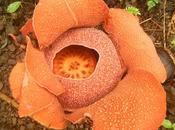 Experience Antique: Search Elusive Rafflesia