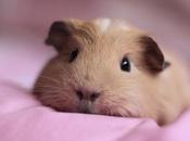 Having Day? Take Look Some Cute Guinea Pigs!